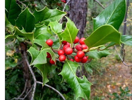 Ilex aquifolium L.