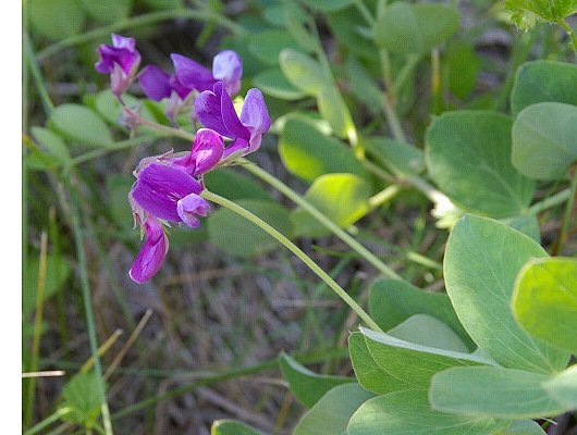 Lathyrus japonicus Willd.
