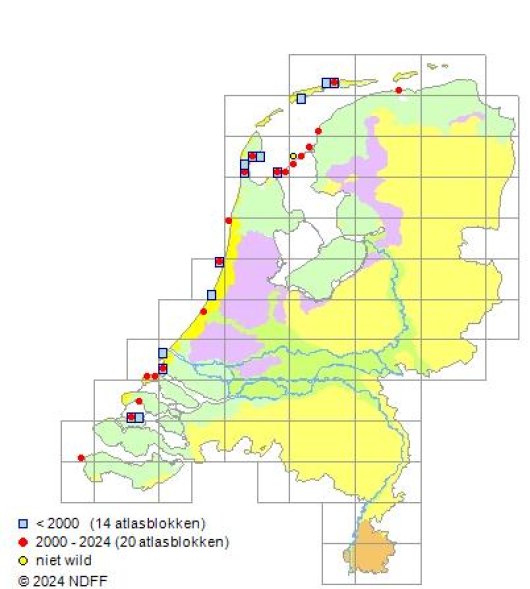 Lathyrus japonicus Willd.