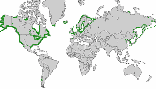 Lathyrus japonicus Willd.