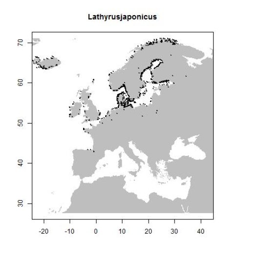 Lathyrus japonicus Willd.