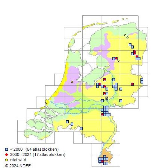 Lathyrus linifolius (Reichard) Bassler