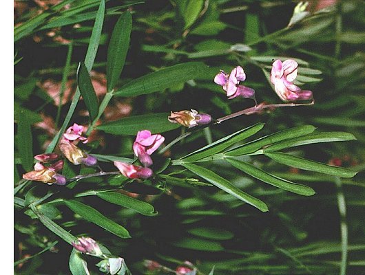 Lathyrus linifolius (Reichard) Bassler