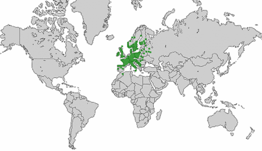 Lathyrus linifolius (Reichard) Bassler