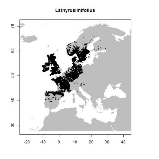Lathyrus linifolius (Reichard) Bassler