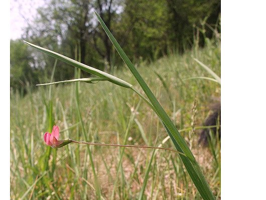 Lathyrus nissolia L.