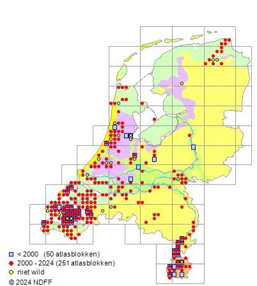 Lathyrus nissolia L.