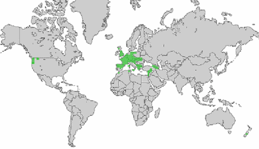 Lathyrus nissolia L.