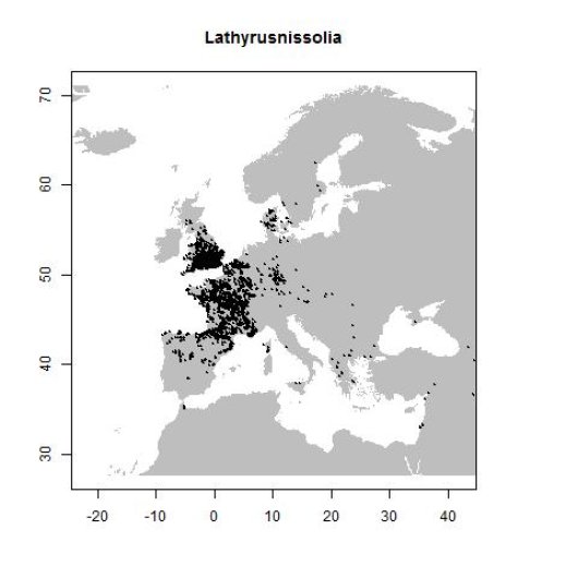 Lathyrus nissolia L.