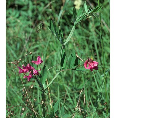 Lathyrus palustris L.