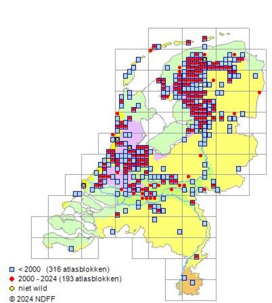 Lathyrus palustris L.