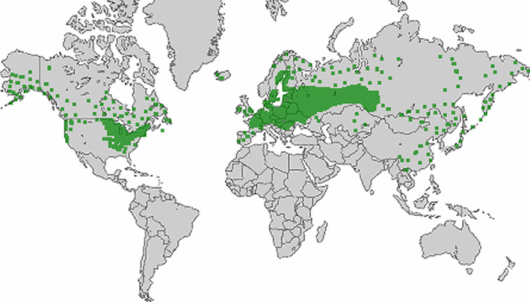 Lathyrus palustris L.