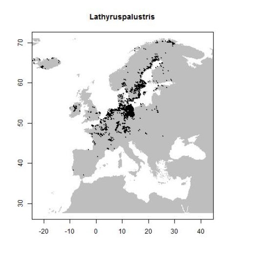 Lathyrus palustris L.