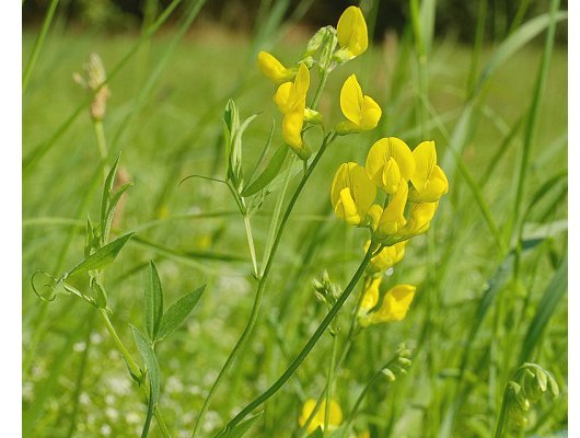 Lathyrus pratensis L.