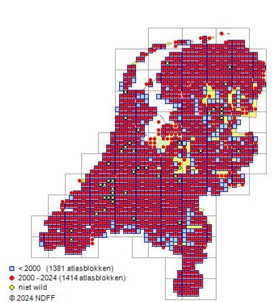 Lathyrus pratensis L.