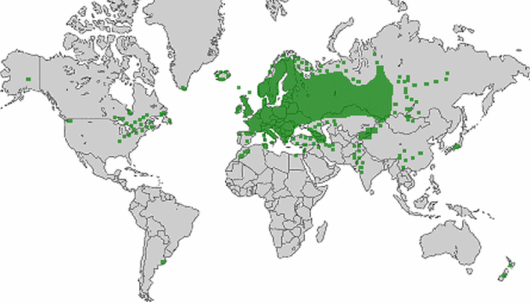Lathyrus pratensis L.