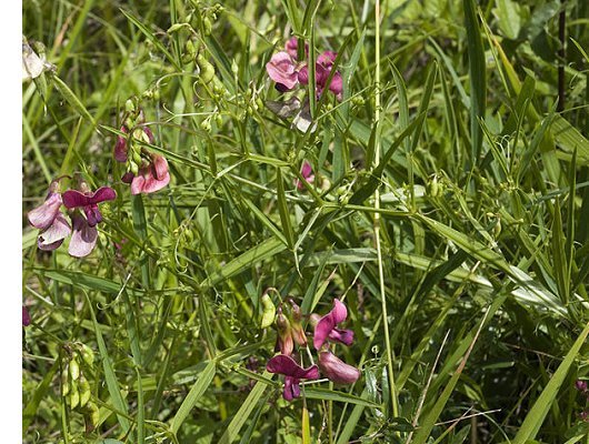 Lathyrus sylvestris L.