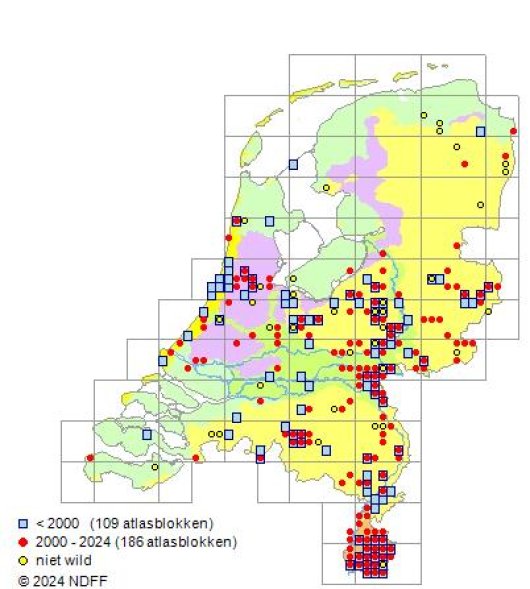 Lathyrus sylvestris L.