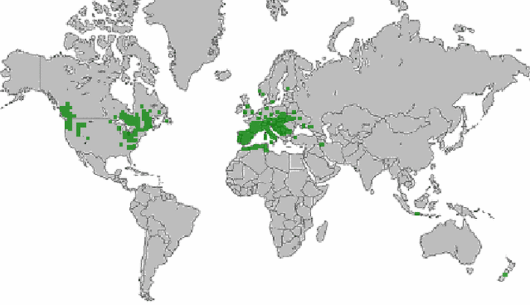 Lathyrus sylvestris L.