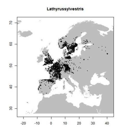 Lathyrus sylvestris L.