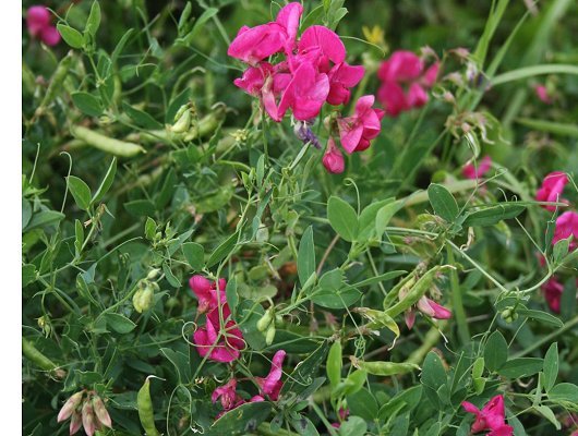 Lathyrus tuberosus L.