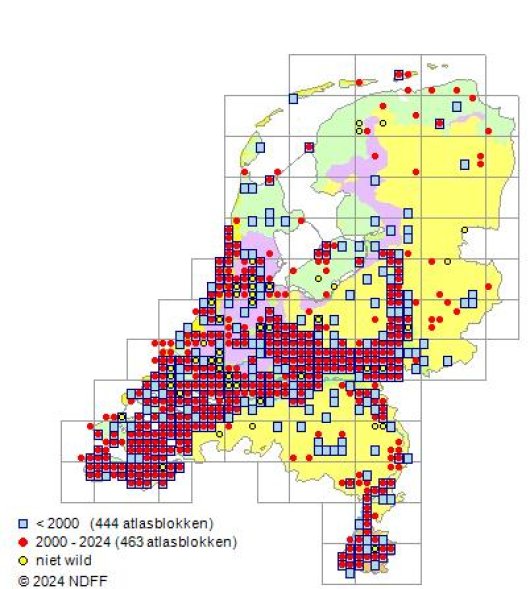 Lathyrus tuberosus L.