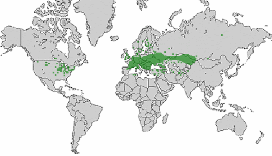 Lathyrus tuberosus L.