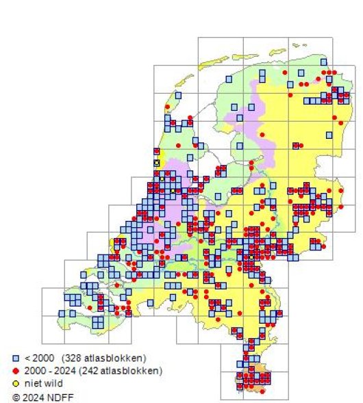 Lepidium campestre (L.) W.T. Aiton