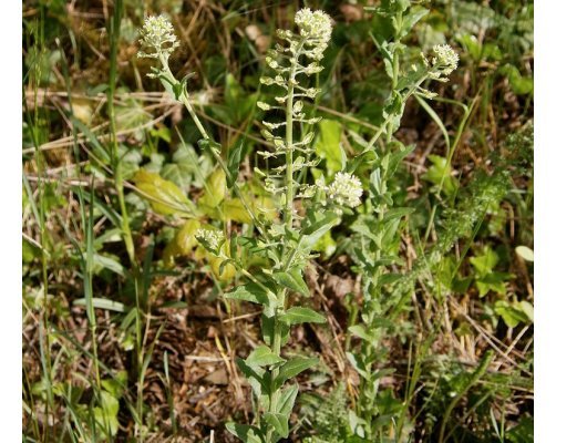 Lepidium campestre (L.) W.T. Aiton