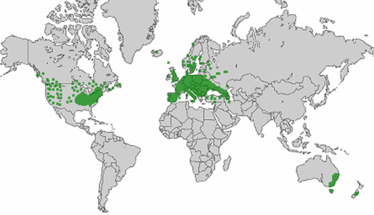 Lepidium campestre (L.) W.T. Aiton