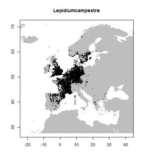 Lepidium campestre (L.) W.T. Aiton