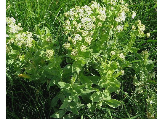 Lepidium draba L.