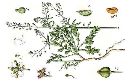 Lepidium graminifolium L.