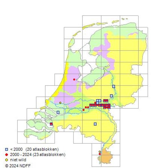Lepidium graminifolium L.