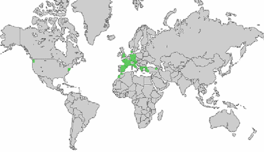 Lepidium graminifolium L.