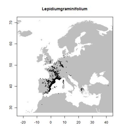 Lepidium graminifolium L.