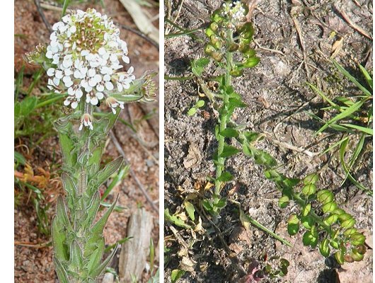 Lepidium heterophyllum Benth.