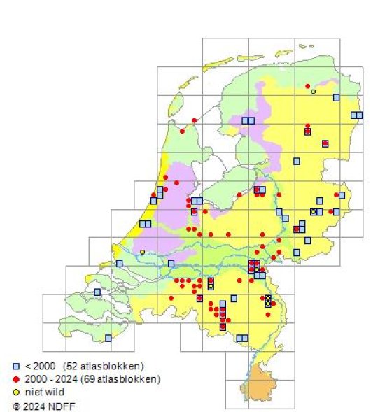 Lepidium heterophyllum Benth.