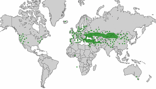 Lepidium latifolium L.