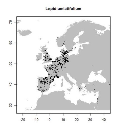 Lepidium latifolium L.