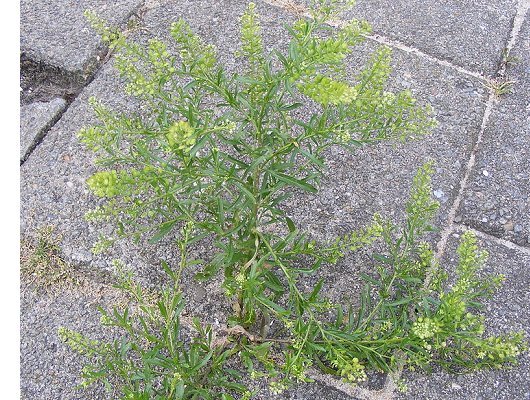 Lepidium ruderale L.