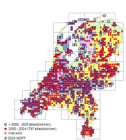 Lepidium ruderale L.