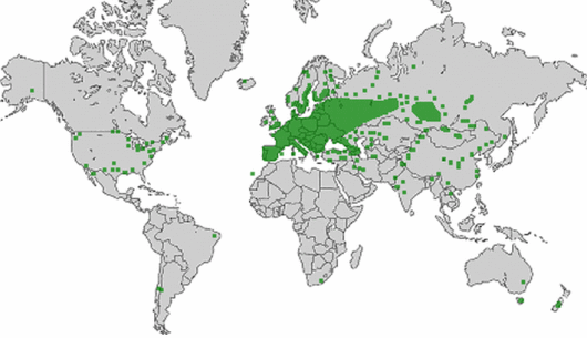 Lepidium ruderale L.