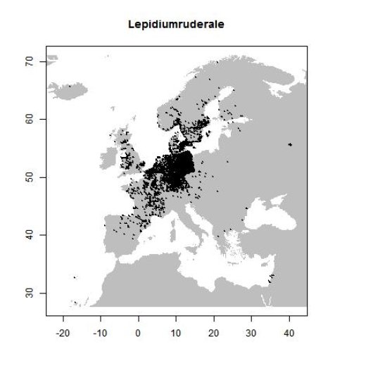 Lepidium ruderale L.