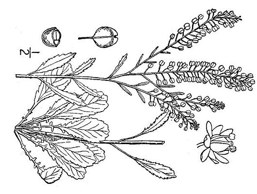 Lepidium virginicum L.