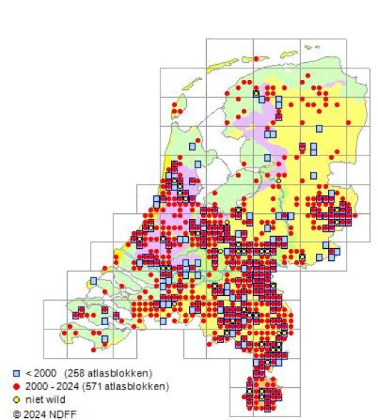 Lepidium virginicum L.