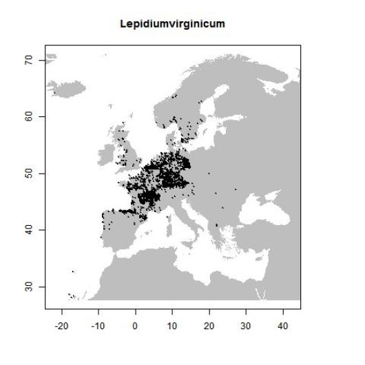 Lepidium virginicum L.