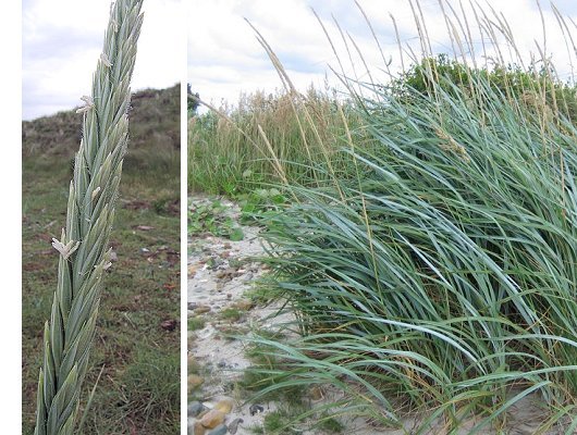 Leymus arenarius (L.) Hochst.