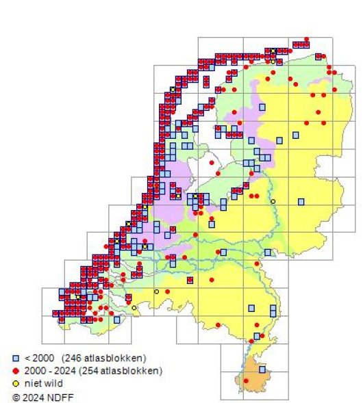 Leymus arenarius (L.) Hochst.