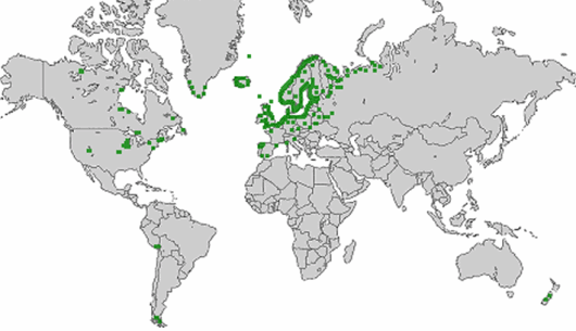 Leymus arenarius (L.) Hochst.